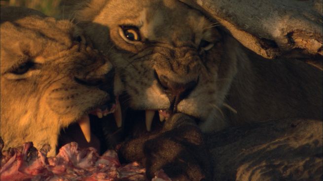 lions.jpg