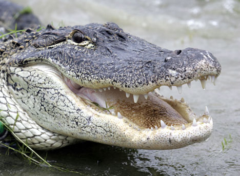 alligator.jpg